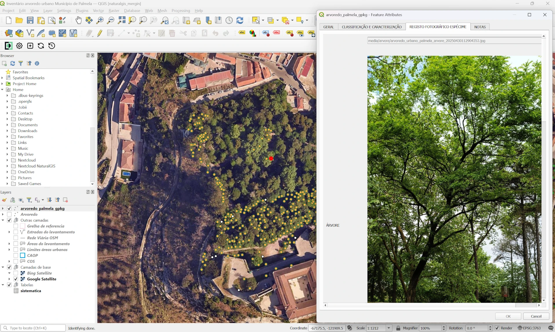 Using QGIS and Mergin Maps for creating urban tree inventories in Portugal